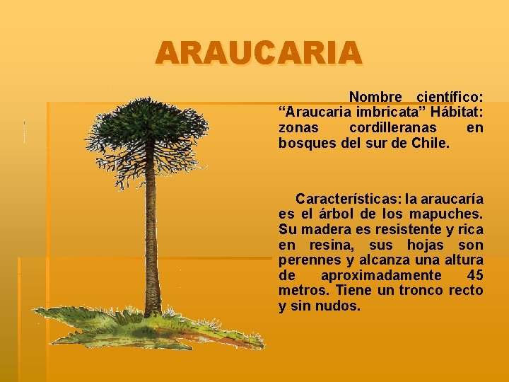 ARAUCARIA Nombre científico: “Araucaria imbricata” Hábitat: zonas cordilleranas en bosques del sur de Chile.