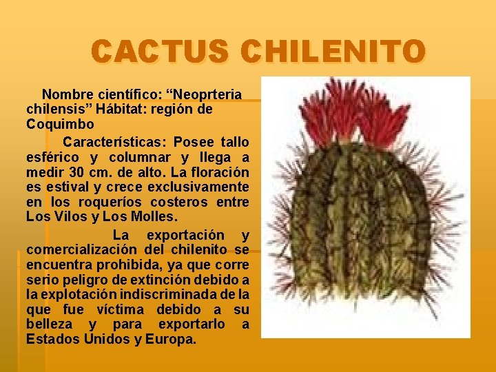 CACTUS CHILENITO Nombre científico: “Neoprteria chilensis” Hábitat: región de Coquimbo Características: Posee tallo esférico