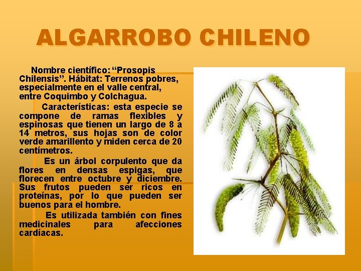 ALGARROBO CHILENO Nombre científico: “Prosopis Chilensis”. Hábitat: Terrenos pobres, especialmente en el valle central,
