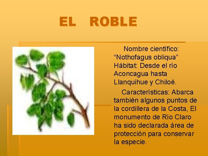 EL ROBLE Nombre científico: “Nothofagus obliqua” Hábitat: Desde el río Aconcagua hasta Llanquihue y