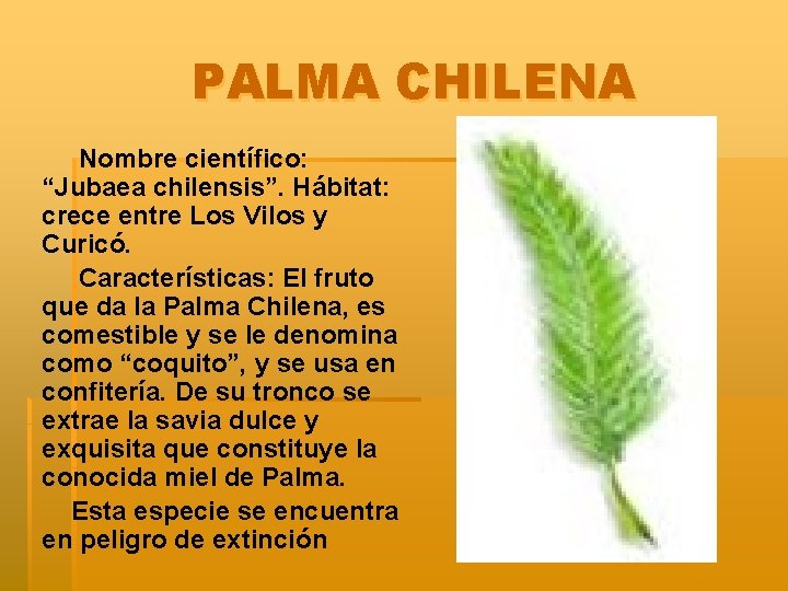 PALMA CHILENA Nombre científico: “Jubaea chilensis”. Hábitat: crece entre Los Vilos y Curicó. Características: