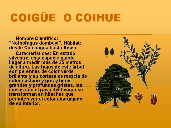 COIGÜE O COIHUE Nombre Científico: “Nothofagus dombeyi”. Hábitat: desde Colchagua hasta Aisén. Características: En