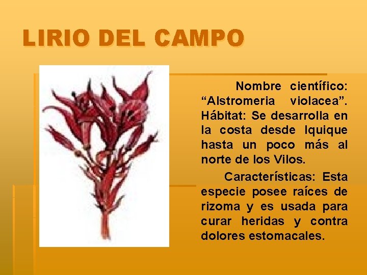 LIRIO DEL CAMPO Nombre científico: “Alstromeria violacea”. Hábitat: Se desarrolla en la costa desde