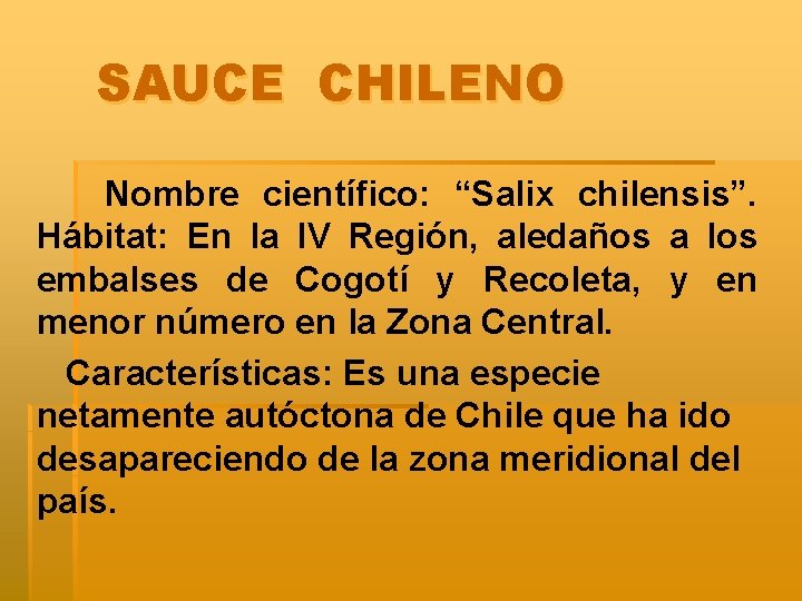 SAUCE CHILENO Nombre científico: “Salix chilensis”. Hábitat: En la IV Región, aledaños a los