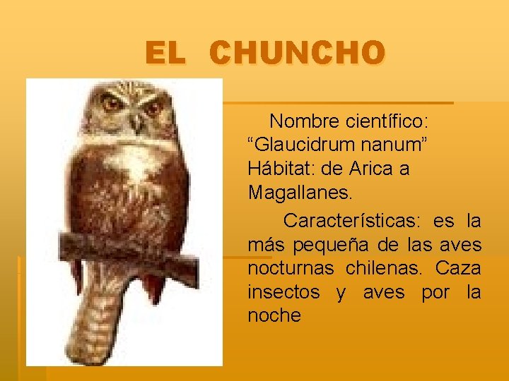 EL CHUNCHO Nombre científico: “Glaucidrum nanum” Hábitat: de Arica a Magallanes. Características: es la
