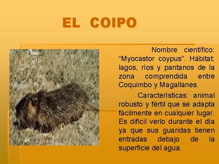 EL COIPO Nombre científico: “Myocastor coypus”. Hábitat: lagos, ríos y pantanos de la zona