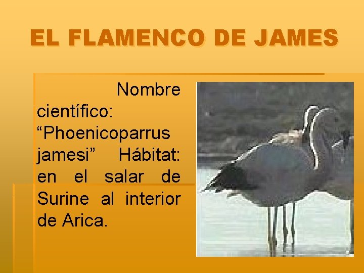 EL FLAMENCO DE JAMES Nombre científico: “Phoenicoparrus jamesi” Hábitat: en el salar de Surine
