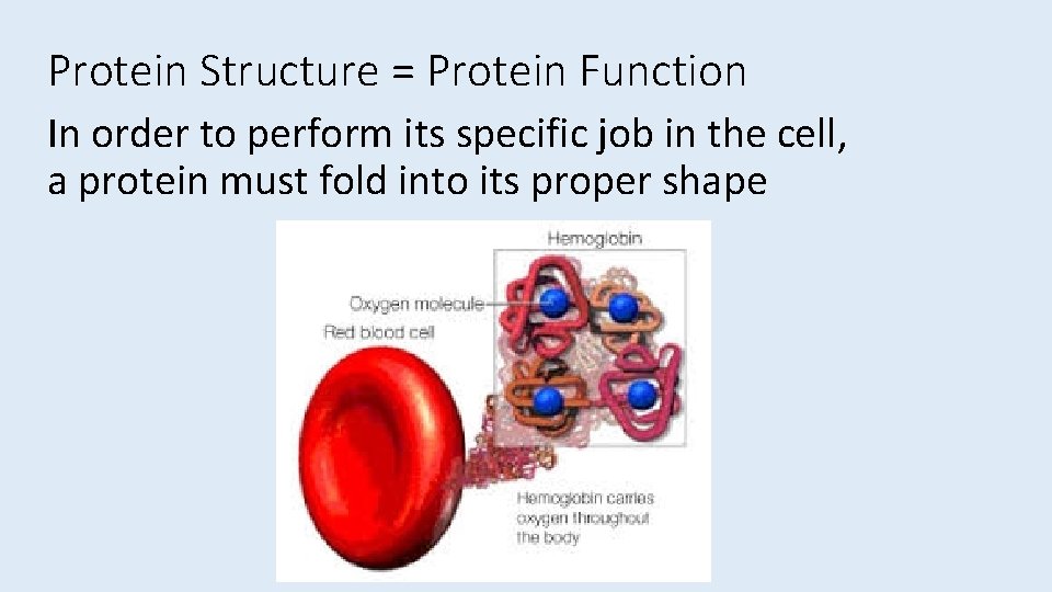 Protein Structure = Protein Function In order to perform its specific job in the