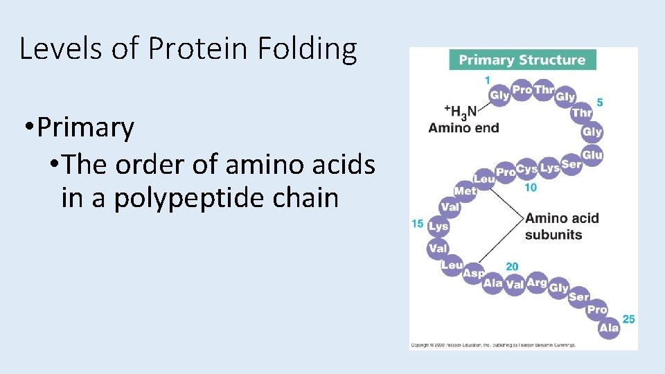 Levels of Protein Folding • Primary • The order of amino acids in a