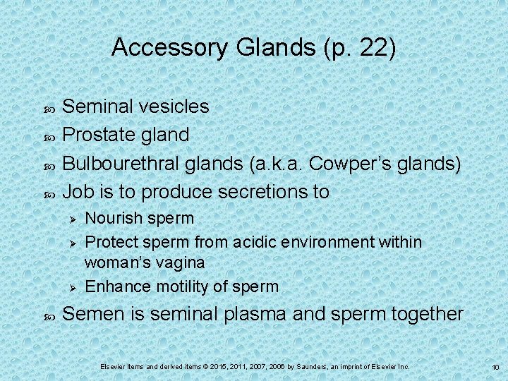 Accessory Glands (p. 22) Seminal vesicles Prostate gland Bulbourethral glands (a. k. a. Cowper’s