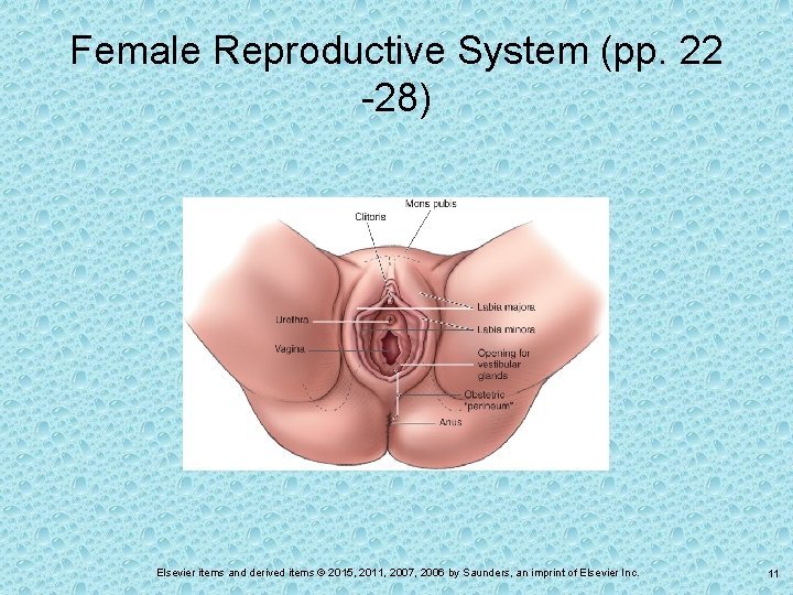 Female Reproductive System (pp. 22 -28) Elsevier items and derived items © 2015, 2011,