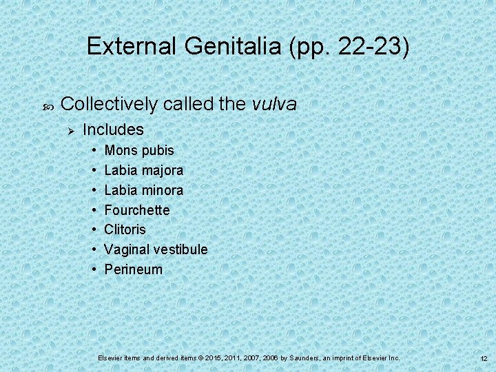 External Genitalia (pp. 22 -23) Collectively called the vulva Ø Includes • • Mons