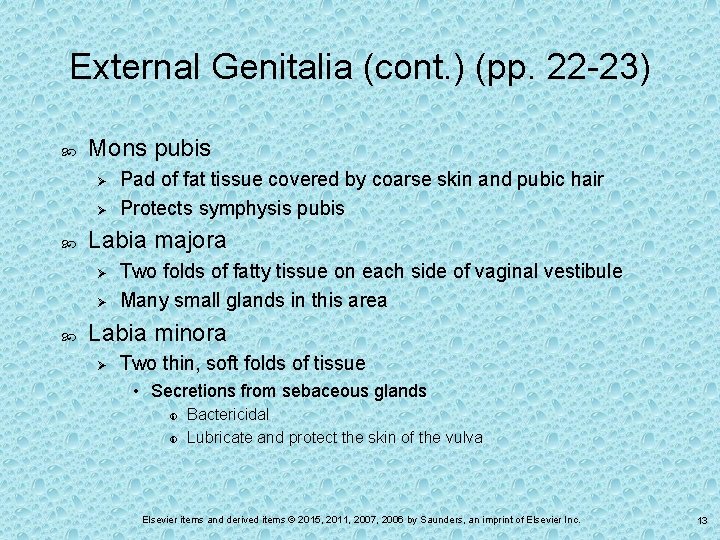 External Genitalia (cont. ) (pp. 22 -23) Mons pubis Ø Ø Labia majora Ø