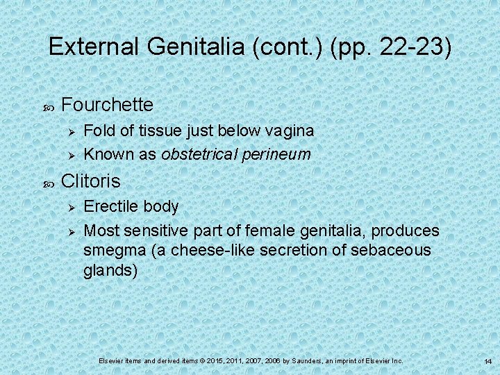 External Genitalia (cont. ) (pp. 22 -23) Fourchette Ø Ø Fold of tissue just