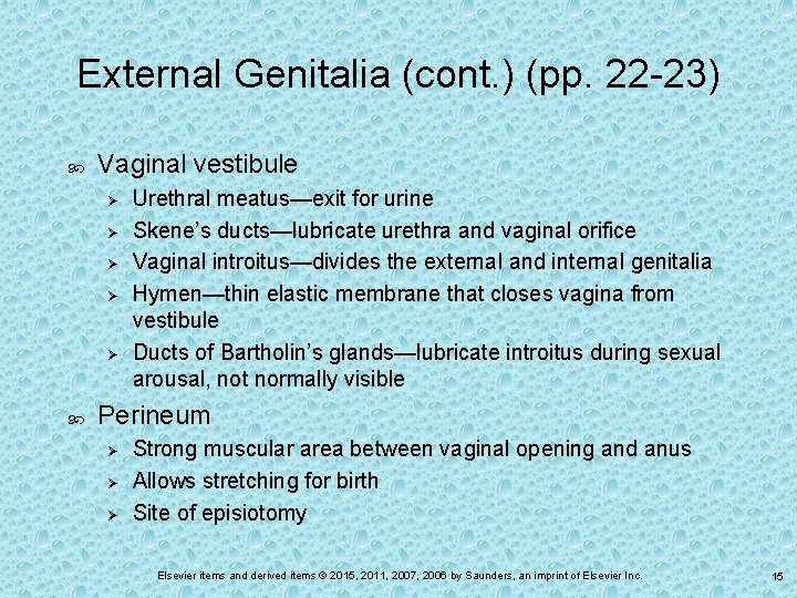 External Genitalia (cont. ) (pp. 22 -23) Vaginal vestibule Ø Ø Ø Urethral meatus—exit