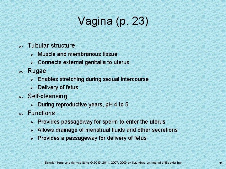 Vagina (p. 23) Tubular structure Ø Ø Rugae Ø Ø Enables stretching during sexual