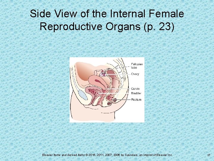 Side View of the Internal Female Reproductive Organs (p. 23) Elsevier items and derived