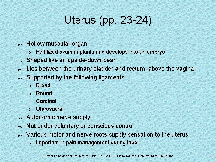 Uterus (pp. 23 -24) Hollow muscular organ Ø Shaped like an upside-down pear Lies