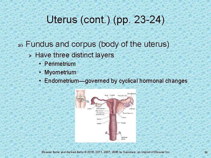Uterus (cont. ) (pp. 23 -24) Fundus and corpus (body of the uterus) Ø
