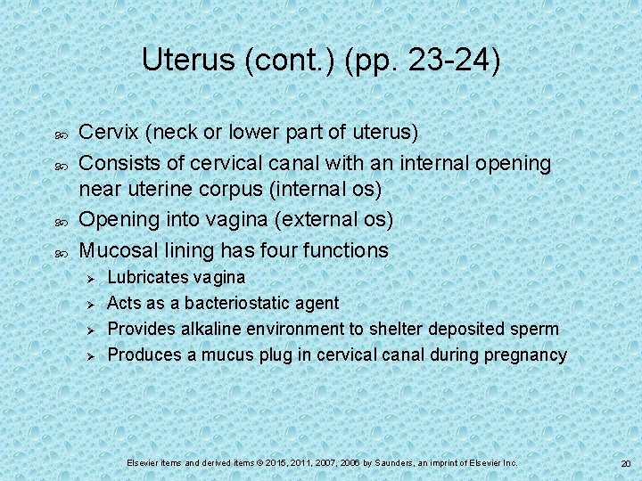 Uterus (cont. ) (pp. 23 -24) Cervix (neck or lower part of uterus) Consists