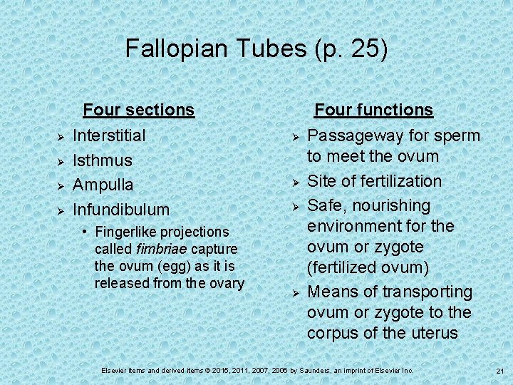 Fallopian Tubes (p. 25) Four sections Ø Ø Interstitial Isthmus Ampulla Infundibulum • Fingerlike