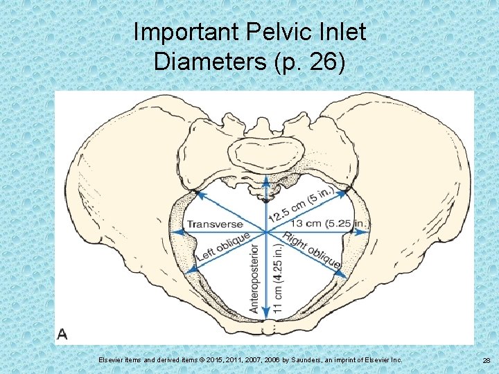 Important Pelvic Inlet Diameters (p. 26) Elsevier items and derived items © 2015, 2011,