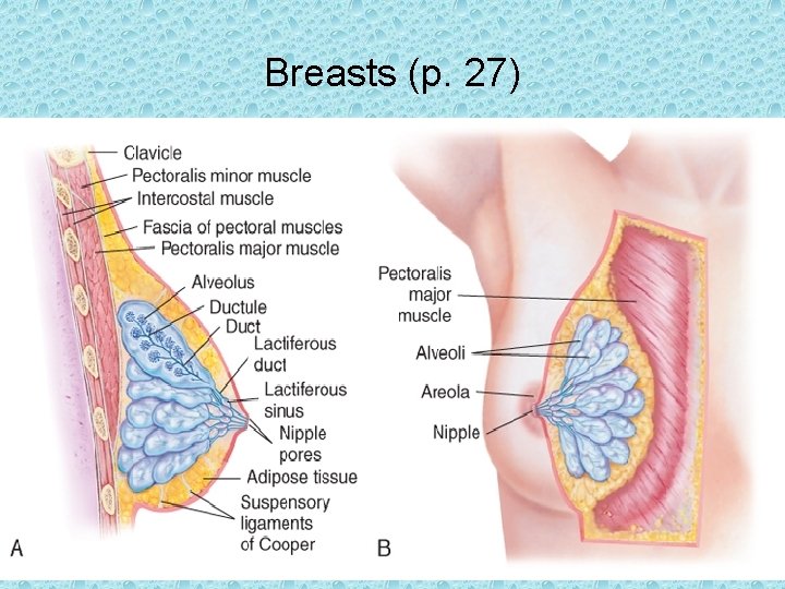 Breasts (p. 27) Elsevier items and derived items © 2015, 2011, 2007, 2006 by