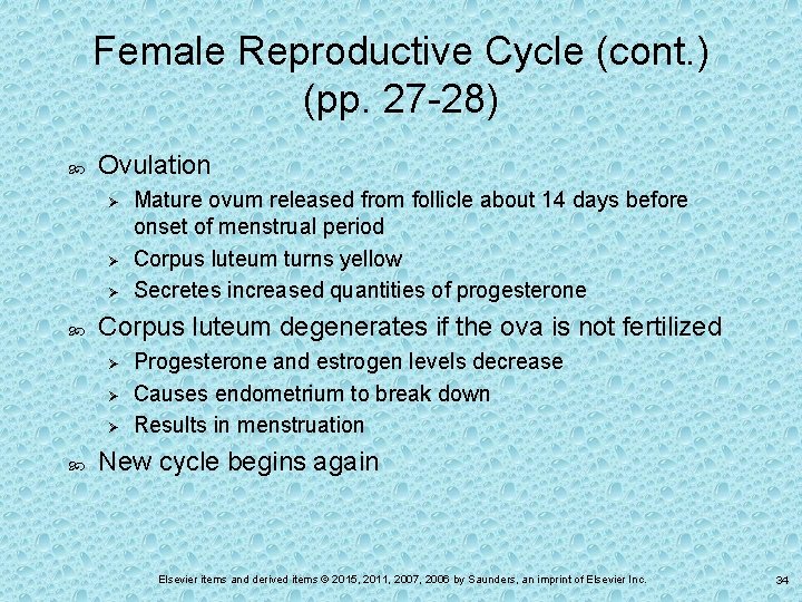 Female Reproductive Cycle (cont. ) (pp. 27 -28) Ovulation Ø Ø Ø Corpus luteum