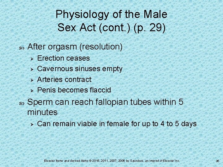 Physiology of the Male Sex Act (cont. ) (p. 29) After orgasm (resolution) Ø