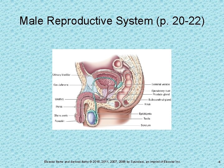 Male Reproductive System (p. 20 -22) Elsevier items and derived items © 2015, 2011,