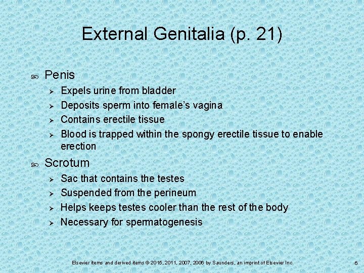 External Genitalia (p. 21) Penis Ø Ø Expels urine from bladder Deposits sperm into