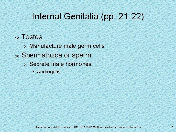 Internal Genitalia (pp. 21 -22) Testes Ø Manufacture male germ cells Spermatozoa or sperm