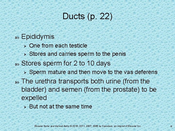 Ducts (p. 22) Epididymis Ø Ø Stores sperm for 2 to 10 days Ø