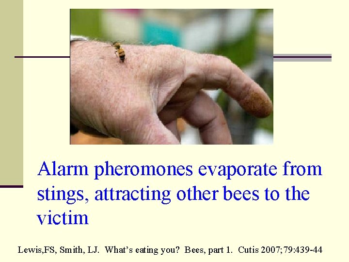 Alarm pheromones evaporate from stings, attracting other bees to the victim Lewis, FS, Smith,