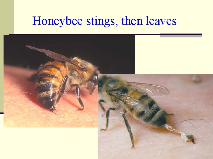 Honeybee stings, then leaves 