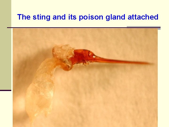 The sting and its poison gland attached 