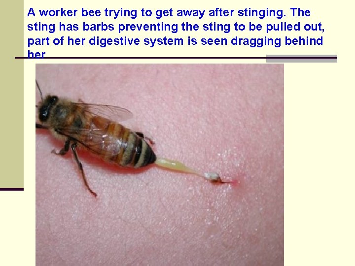 A worker bee trying to get away after stinging. The sting has barbs preventing