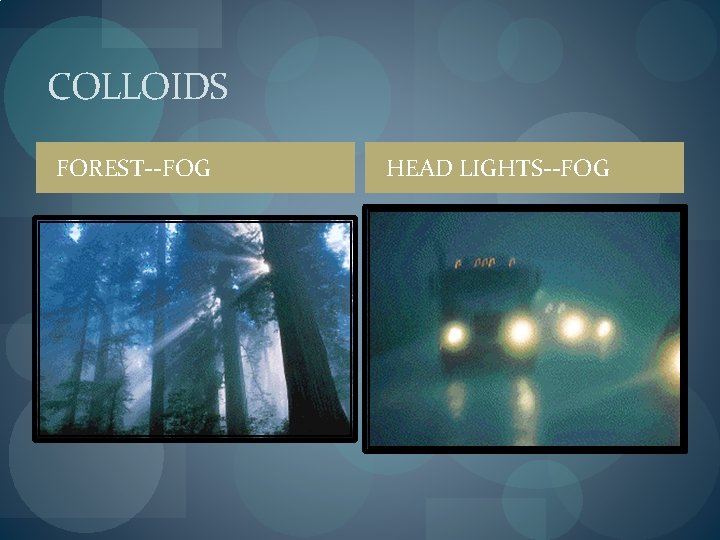 COLLOIDS FOREST--FOG HEAD LIGHTS--FOG 