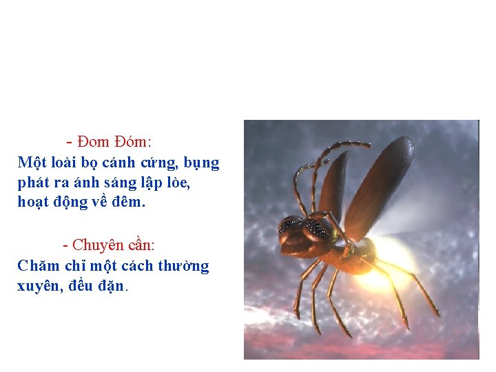 - Đom Đóm: Một loài bọ cánh cứng, bụng phát ra ánh sáng lập - Đom Đóm: Một loài bọ cánh cứng, bụng phát ra ánh sáng lập