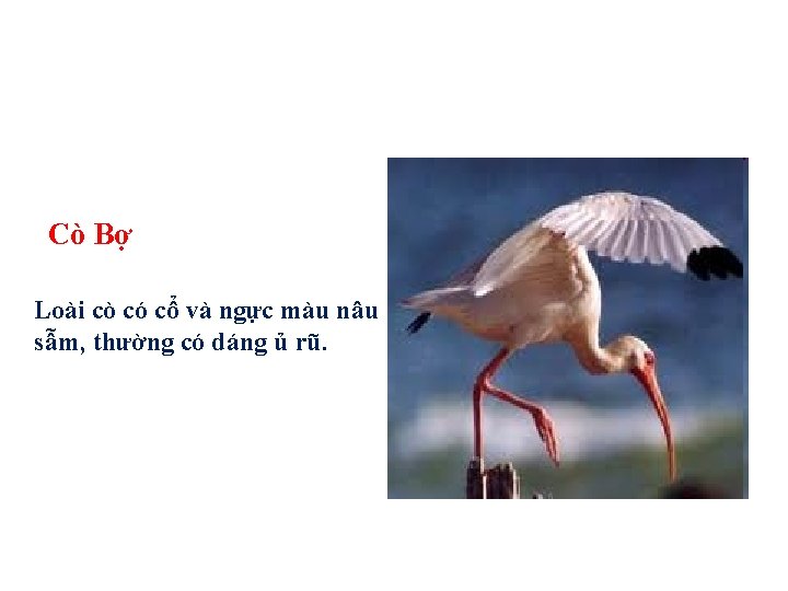 Cò Bợ Loài cò có cổ và ngực màu nâu sẫm, thường có dáng Cò Bợ Loài cò có cổ và ngực màu nâu sẫm, thường có dáng