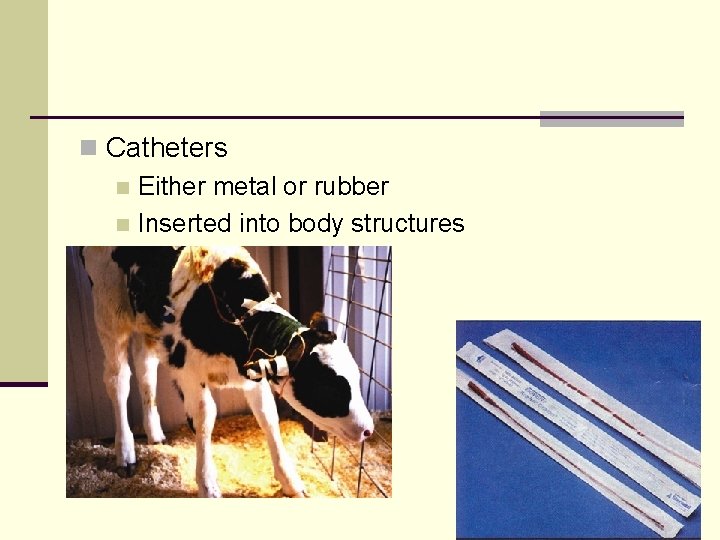 n Catheters n Either metal or rubber n Inserted into body structures 