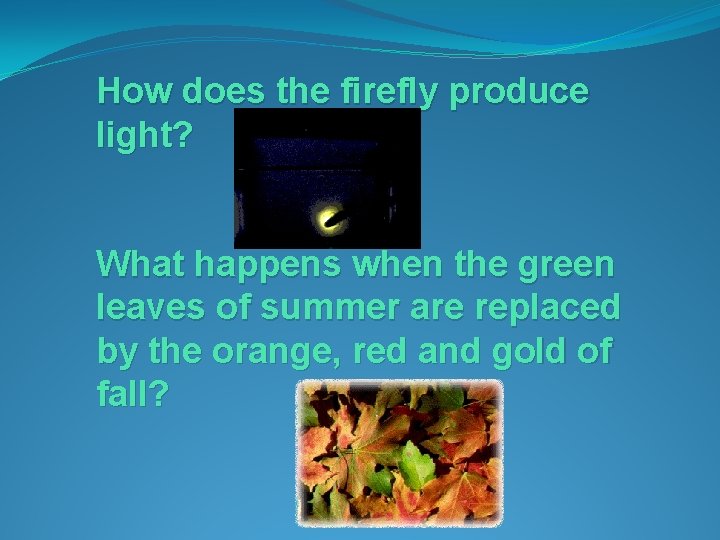 How does the firefly produce light? What happens when the green leaves of summer