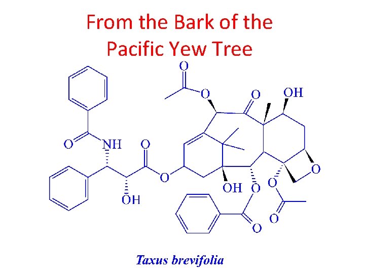 From the Bark of the Pacific Yew Tree 