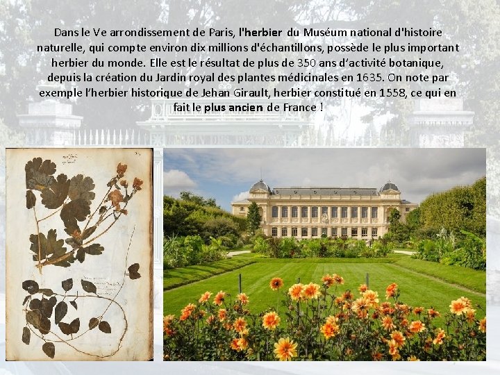Dans le Ve arrondissement de Paris, l'herbier du Muséum national d'histoire naturelle, qui compte