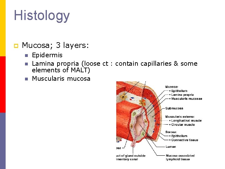 Histology p Mucosa; 3 layers: n n n Epidermis Lamina propria (loose ct :