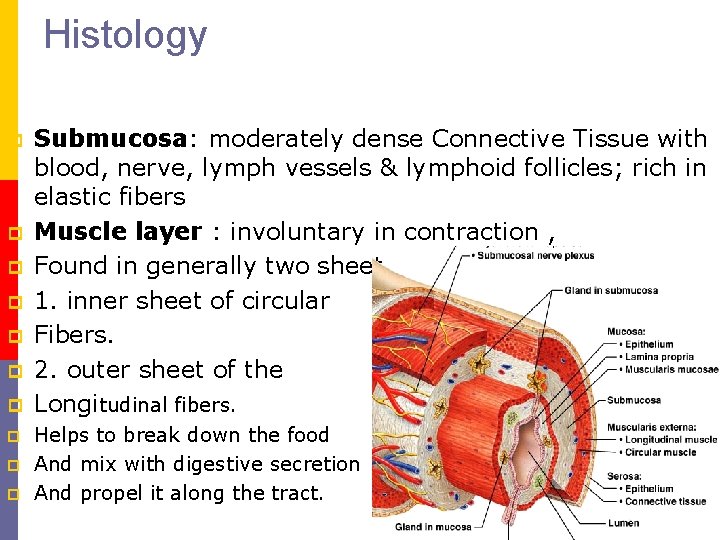 Histology p p p p p Submucosa: moderately dense Connective Tissue with blood, nerve,