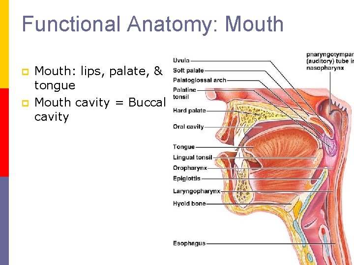 Functional Anatomy: Mouth p p Mouth: lips, palate, & tongue Mouth cavity = Buccal Functional Anatomy: Mouth p p Mouth: lips, palate, & tongue Mouth cavity = Buccal