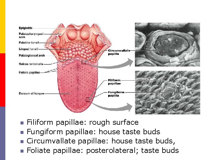 n n Filiform papillae: rough surface Fungiform papillae: house taste buds Circumvallate papillae: house