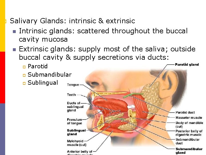 p Salivary Glands: intrinsic & extrinsic n Intrinsic glands: scattered throughout the buccal cavity