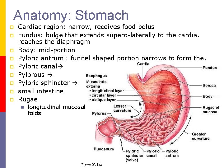 Anatomy: Stomach p p p p p Cardiac region: narrow, receives food bolus Fundus: